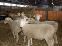 Ram, Dorset horn sheep — photo 2