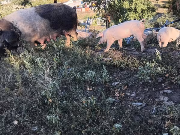 Boar, Pigs