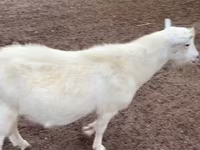 Cabro, Saanen goat — foto 1