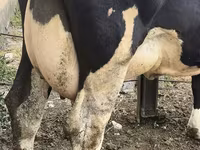 Vaca, Russian Black pied cattle — foto 8