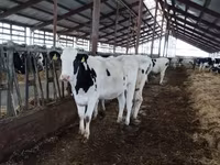 بقرة, Russian Black pied cattle — الصورة 5