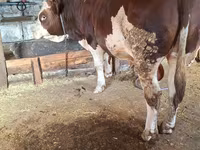 सांड, Simmental cattle — फ़ोटो 3