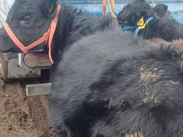 Toro, Aberdeen-Angus