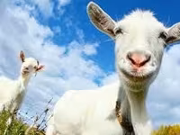 公山羊, Goats — 照片 1