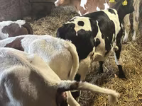 公牛, Simmental cattle — 照片 6