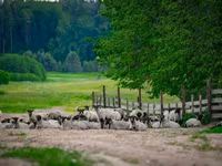 Хуц, Romanov sheep — 4 зураг