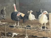 Turkeys — الصورة 4