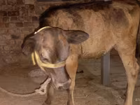 母牛, Ukrainian Brown Dairy Cattle — 照片 4