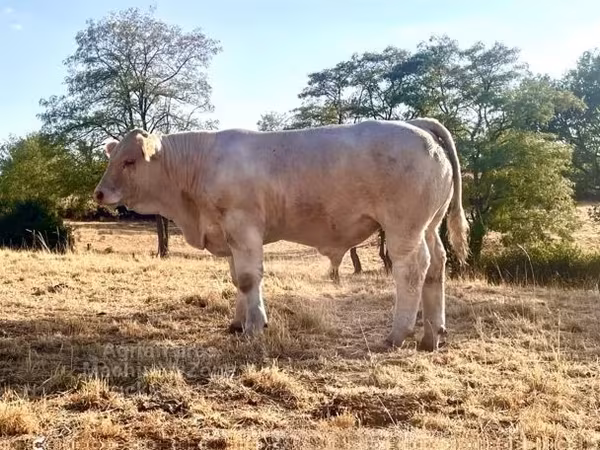 Бух, Charolais cattle