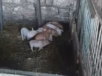 公猪, Pigs — 照片 2