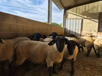 كبش, White Suffolk sheep — الصورة 2