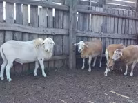 كبش, Katum sheep — الصورة 1