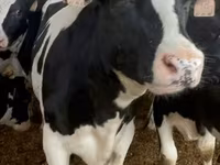 Cow, Kalmyk breed — photo 2