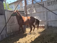 घोड़ा, Arabian horse — फ़ोटो 1
