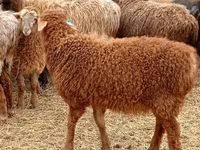 公羊, Edilbay sheep — 照片 1