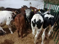 Toro, Ganado vacuno — foto 5