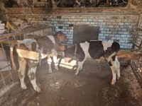 सांड, मवेशी — फ़ोटो 2
