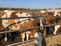 Cow, Red-spotted breed — photo 2