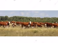 公牛, Kazakh White-headed cow — 照片 5