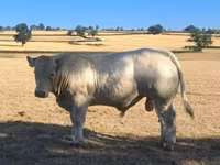 Toro, Raza de vaca — foto 5