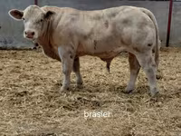 ثور, Charolais cattle — الصورة 1