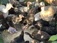Turkeys — फ़ोटो 5