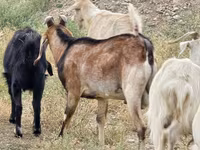 Cabro, Nubian Goat — foto 2