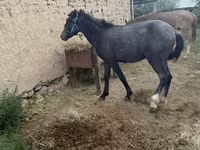 Horse (M), Friesian sport horse — photo 3