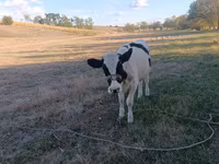Vaca, Raza Holstein — foto 4