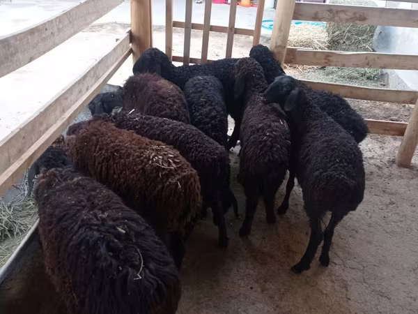 Oveja, Tajik sheep
