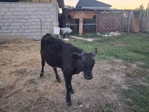 Bulle, Alatau-Rasse