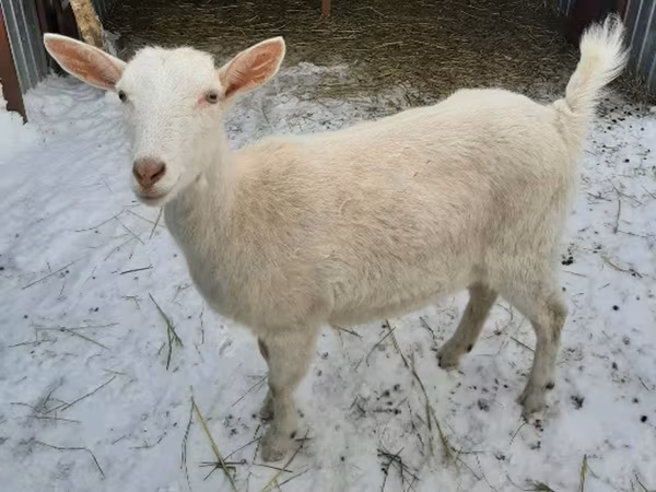 Cabra, Saanen goat