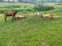 公山羊, Nubian Goat — 照片 3