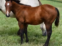 घोड़ा, Quarter Horse — फ़ोटो 1