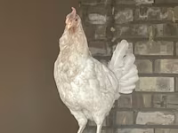 लेघोर्न — फ़ोटो 3