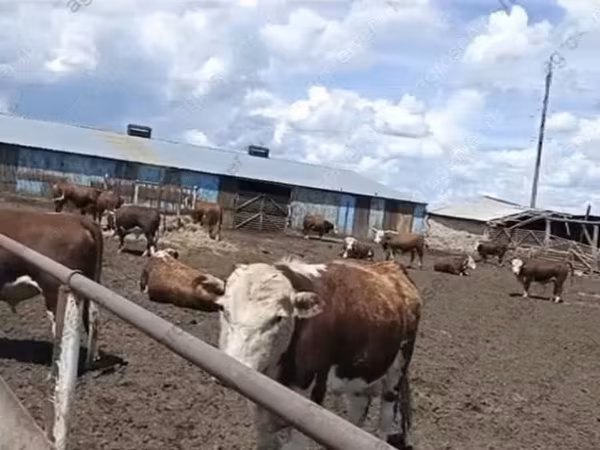 公牛, Kazakh White-headed cow