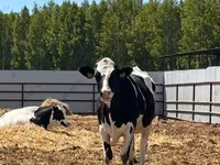 Cow, Holstein breed — photo 6