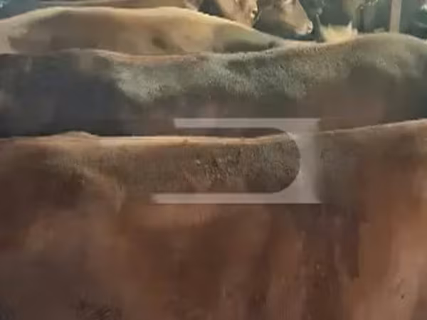 Cow, Cattle
