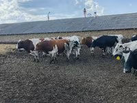 Bull, Russian Black pied cattle — photo 3