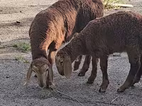 Widder, Arashan sheep — Foto 3