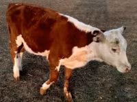 Bulle, Swiss cattle — Foto 6