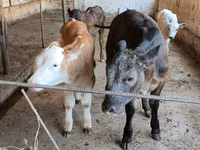 Cow, Belgian Blue — photo 2