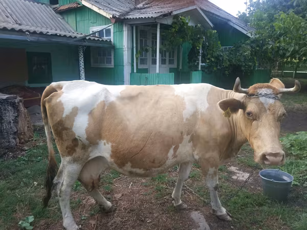 Cow, Simmental cattle