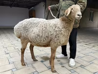 نعجة, Arashan sheep — الصورة 5