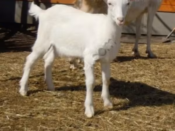 Cabro, Saanen goat — Rusia