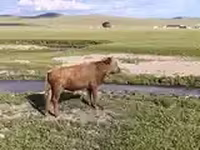 ثور, الماشية — الصورة 2