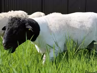 Carnero, Baerchuke sheep — foto 6