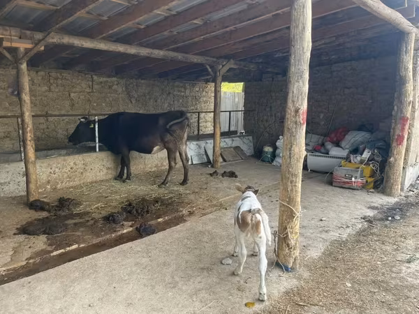 母牛, Swiss cattle
