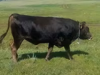 ثور, الماشية — الصورة 5