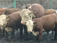 Бух, Yaroslavl cattle — 6 зураг